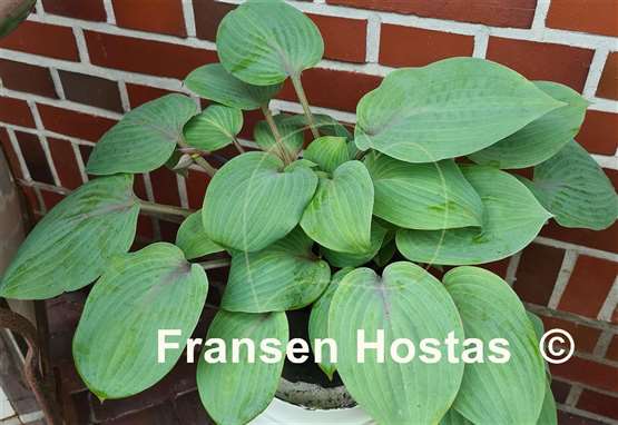 Hosta Holar Purple Flash